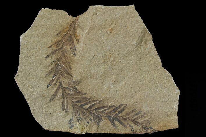 Metasequoia (Dawn Redwood) Fossil - Montana #79591